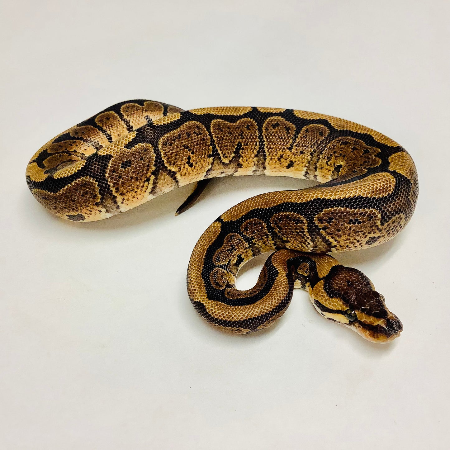 Red Stripe Ball Python - Male #2021M03