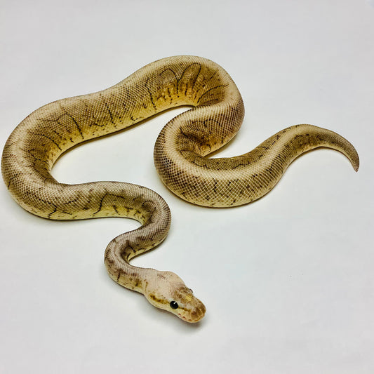 Black Pewter Pinstripe Woma Ball Python Male 2020M01