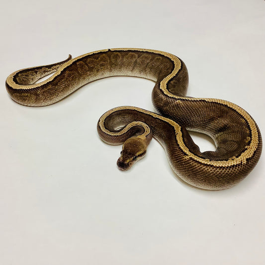 GHI Mystic Pinstripe Redstripe Ball Python  - Male #2021M01