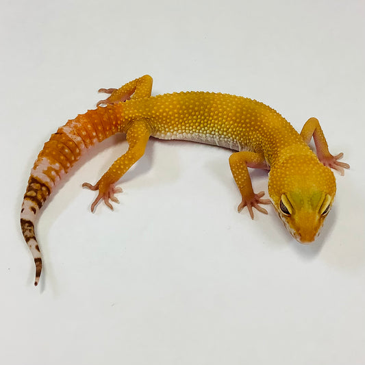 Sunglow Albino Tremper Het Eclipse Leopard Gecko Female #C-H1-80721-1