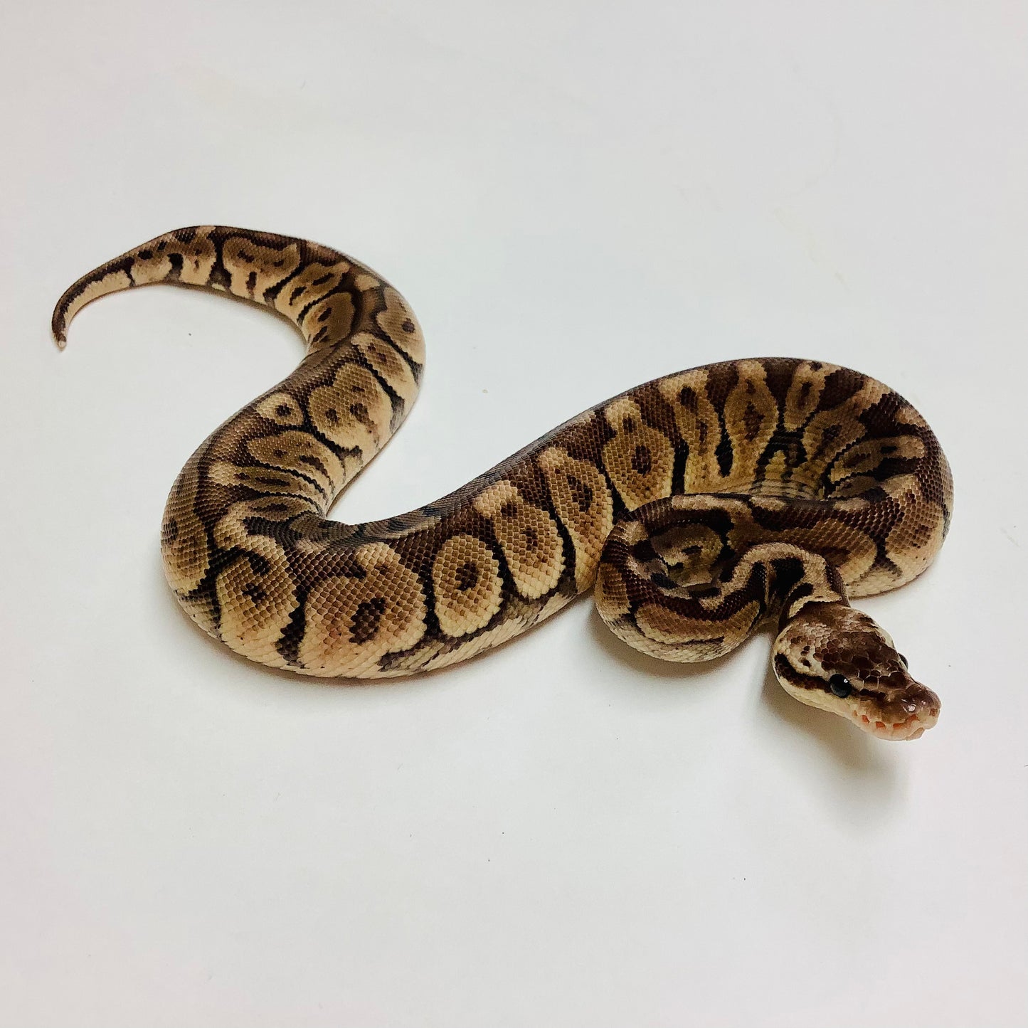 Cinnamon Lesser Woma Ball Python Male 2022M01