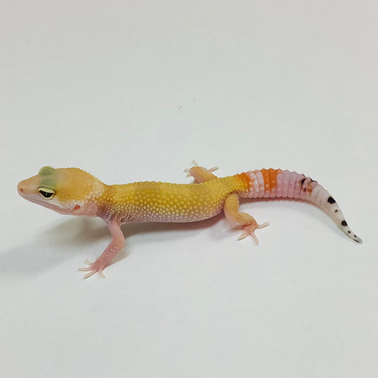 Super Hypo Tangerine Carrot Tail Baldy W/Y Leopard Gecko- Female #E-E6-91522-1