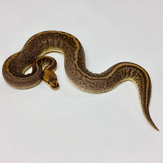 Camo Ball Python - Female #2021F01-1