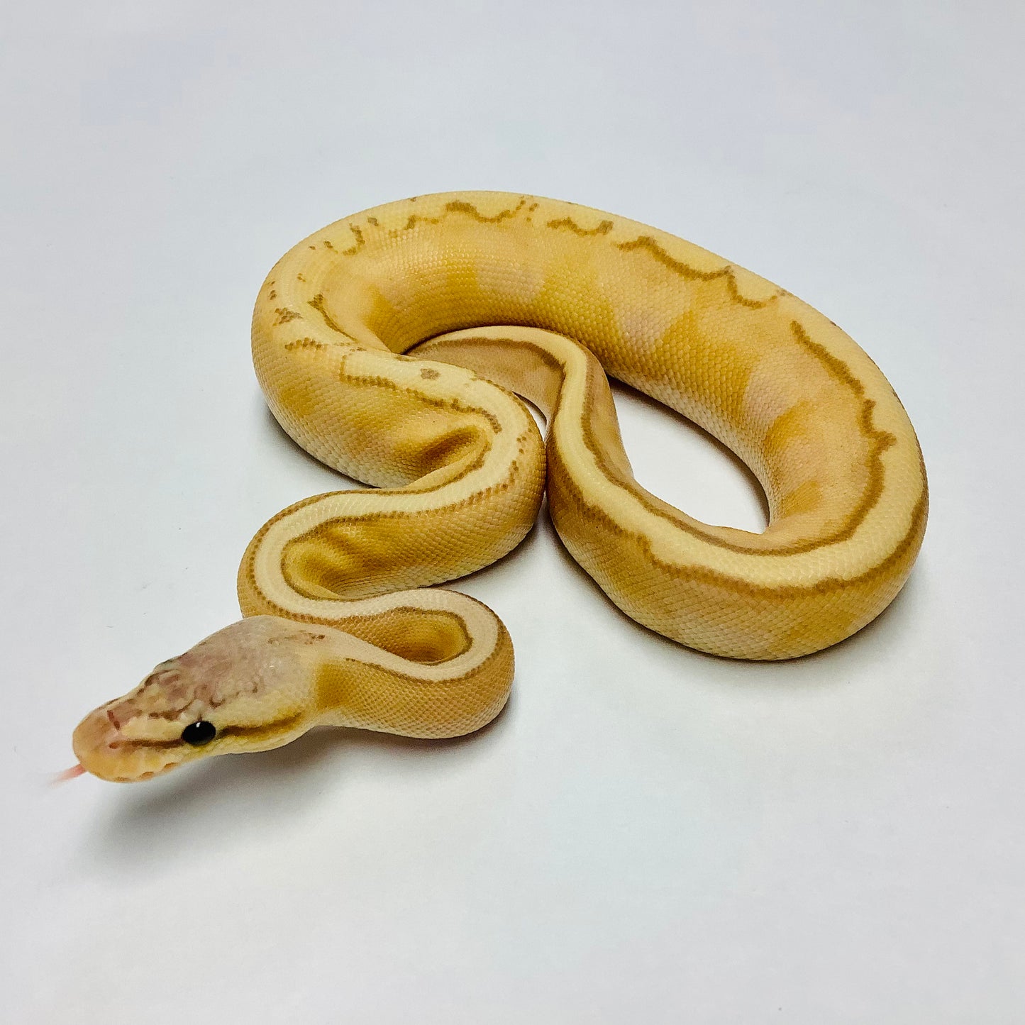 Banana Pastel Genetic Stripe Ball Python - Male #2022M01