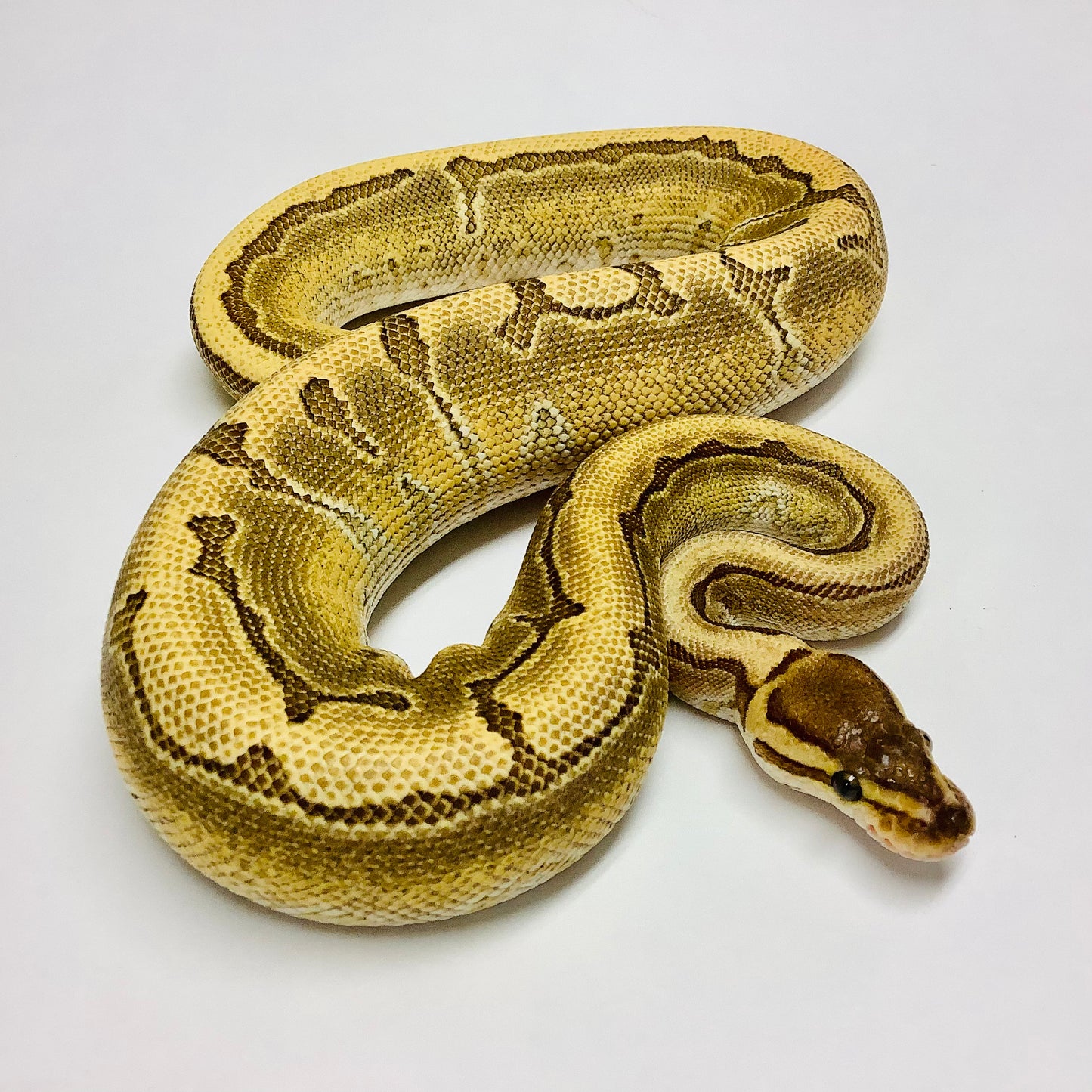Bongo Pinstripe Lesser Ball Python - Female #2021F01-1