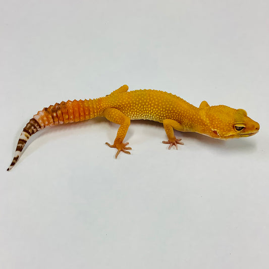 Sunglow Albino Tremper Het Eclipse Leopard Gecko Female #C-H1-62321-1