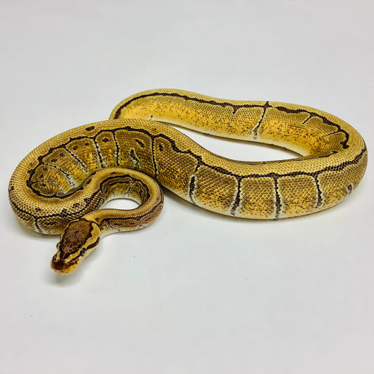 Enchi Pinstripe X-treme Ball Python- Male #2021M03