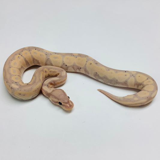 Banana Lori Ball Python- Male #2022M04