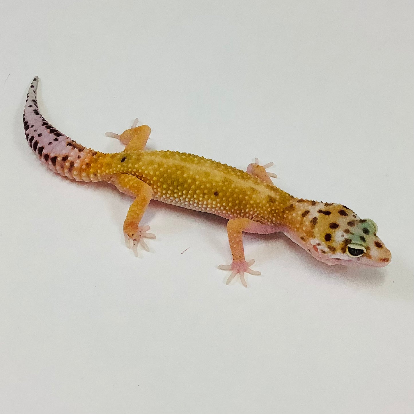 Hypo Tangerine W/Y Pos Het Tremper & Eclipse Leopard Gecko- Female #C-E5-91522-1