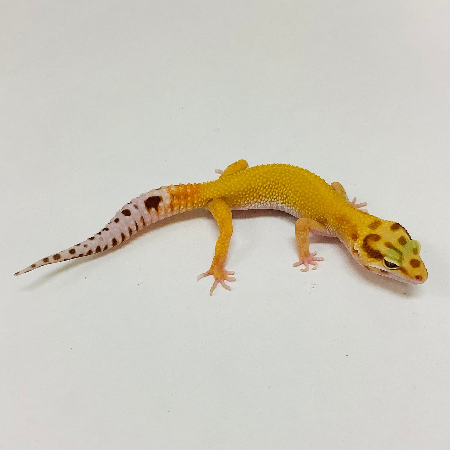 Raptor Leopard Gecko- Female #L-D1-72822-1