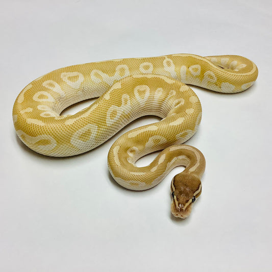 Crystal Ball Python - Male #2021M06