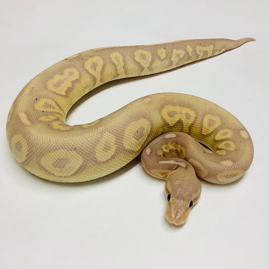 Banana Chocolate Cinnamon Ball Python - Female #2021F01-1