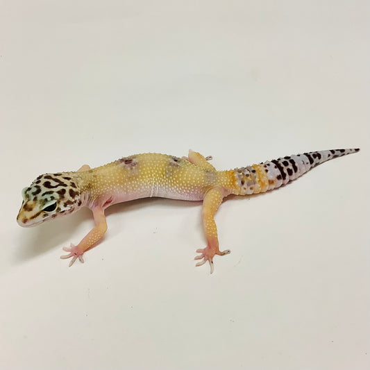 Marble Eye Het Tremper Leopard Gecko- Female #E-J6-81819-1