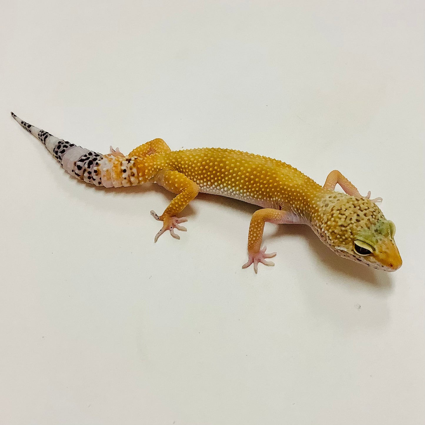 Super Hypo Tangerine W/Y Leopard Gecko- Female-#D-L2-90520-1
