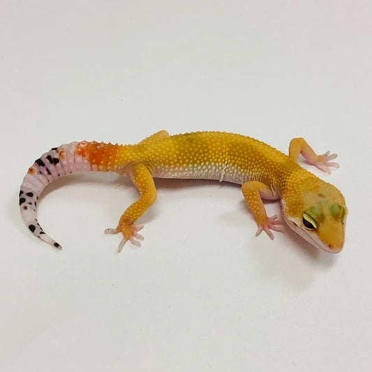 Super Hypo Tangerine Carrot Tail Baldy Leopard Gecko- Male #I-D7-71522-1