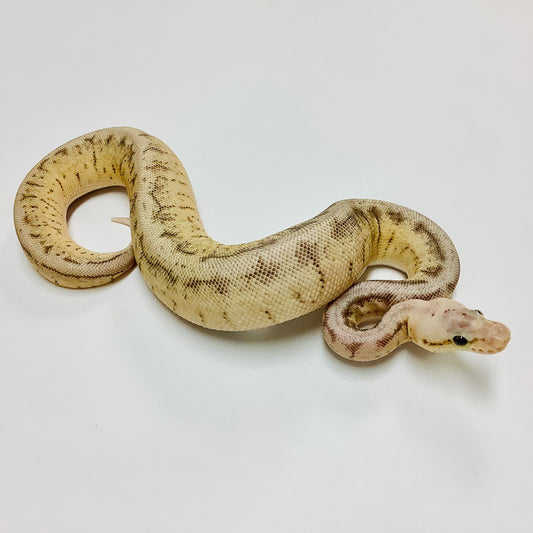 Pastel Woma Pinstripe Ball Python - Female #2022F01
