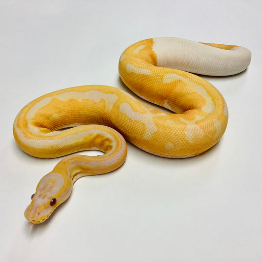 Dreamsicle Ball Python - Female #2021F02