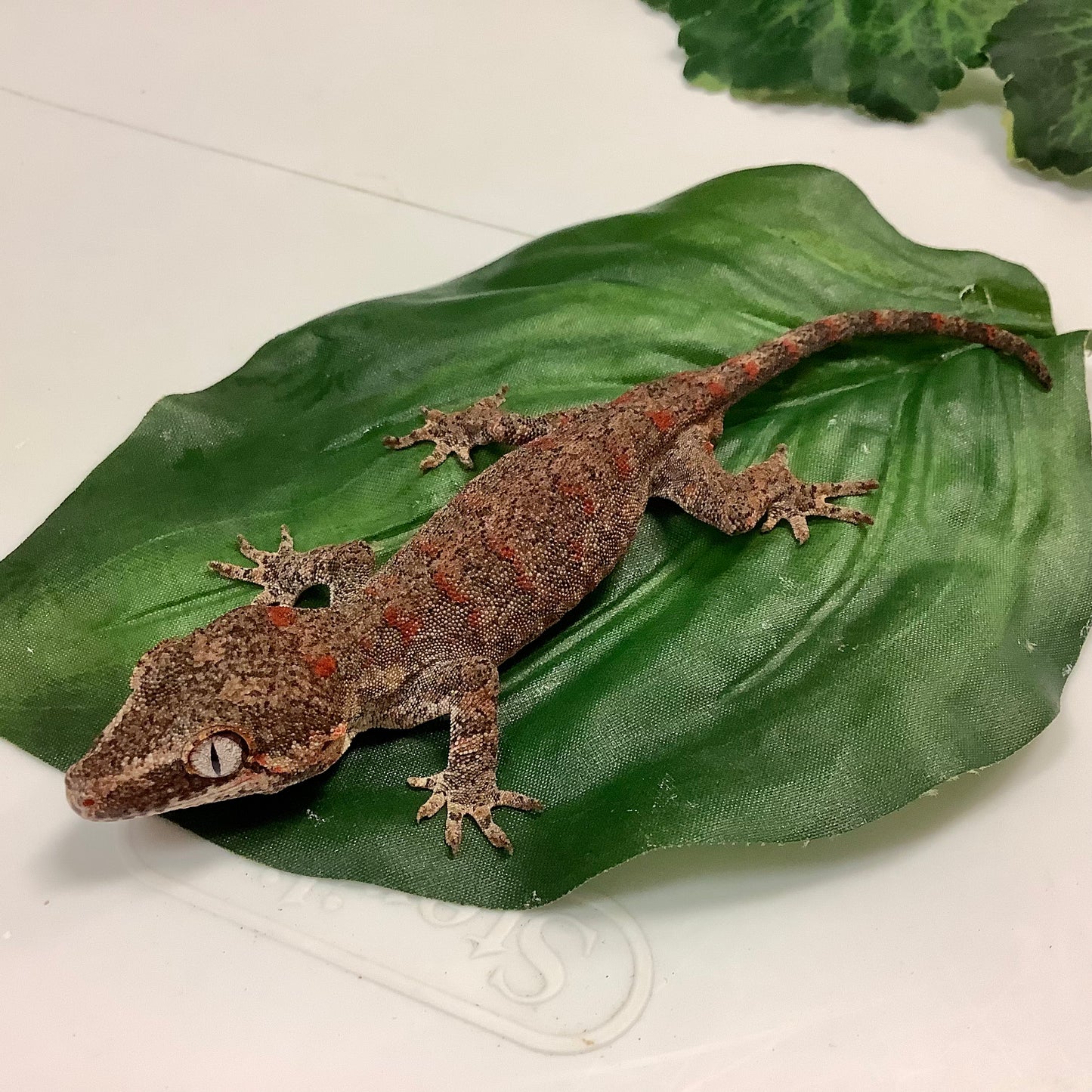 Banded Red Blotched Retic Gargoyle Gecko Male LCS02