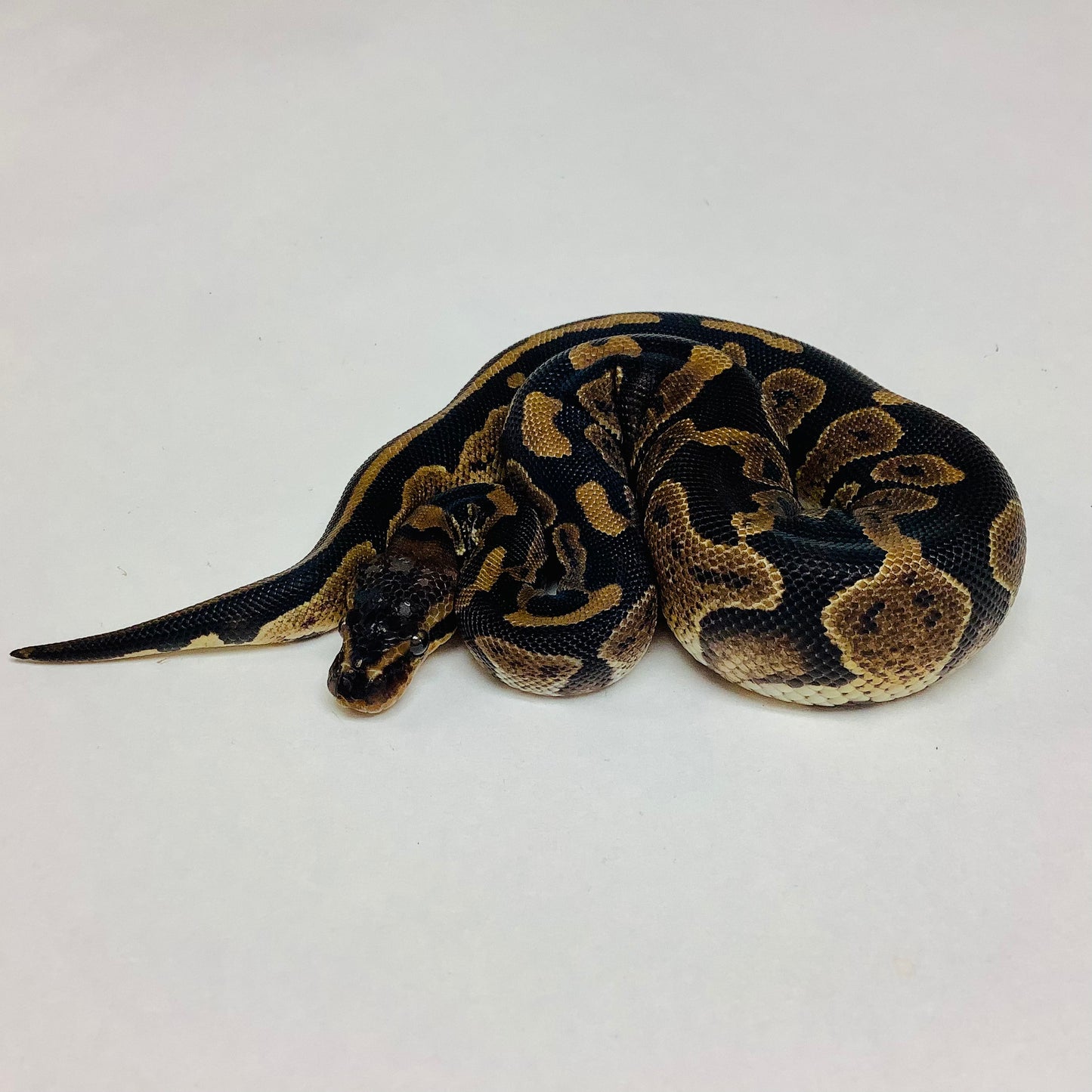 Mahogany Het Pied Ball Python -Male #2022M01