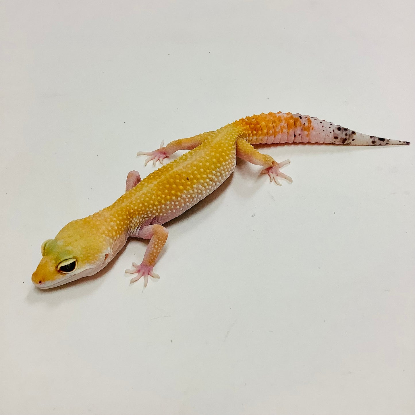 Super Hypo Tangerine Carrot Tail Baldy W/Y Leopard Gecko-Female-#F-L5-90120-1