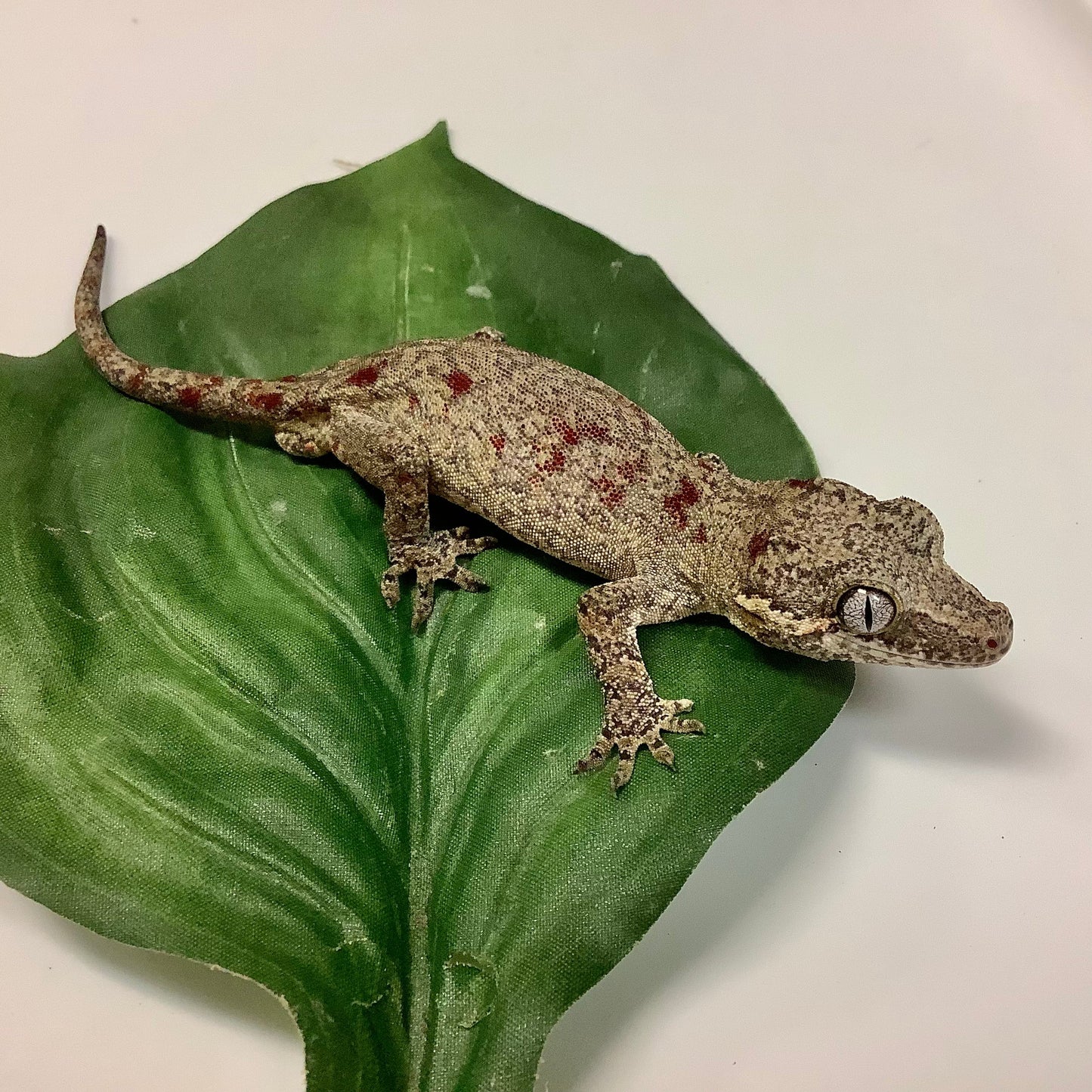 Red Blotched Reticulated- Gargoyle Gecko- Ready To Breed Male #AS01