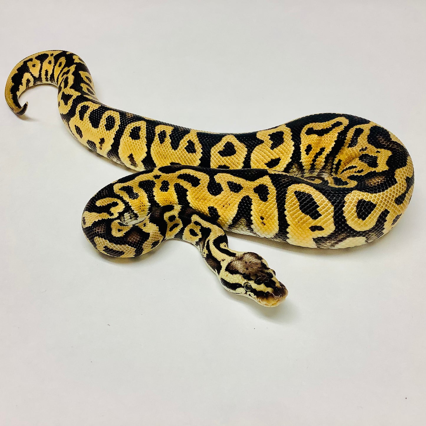 Pastel Leopard Het Clown Ball Python - Male #2021M02-1