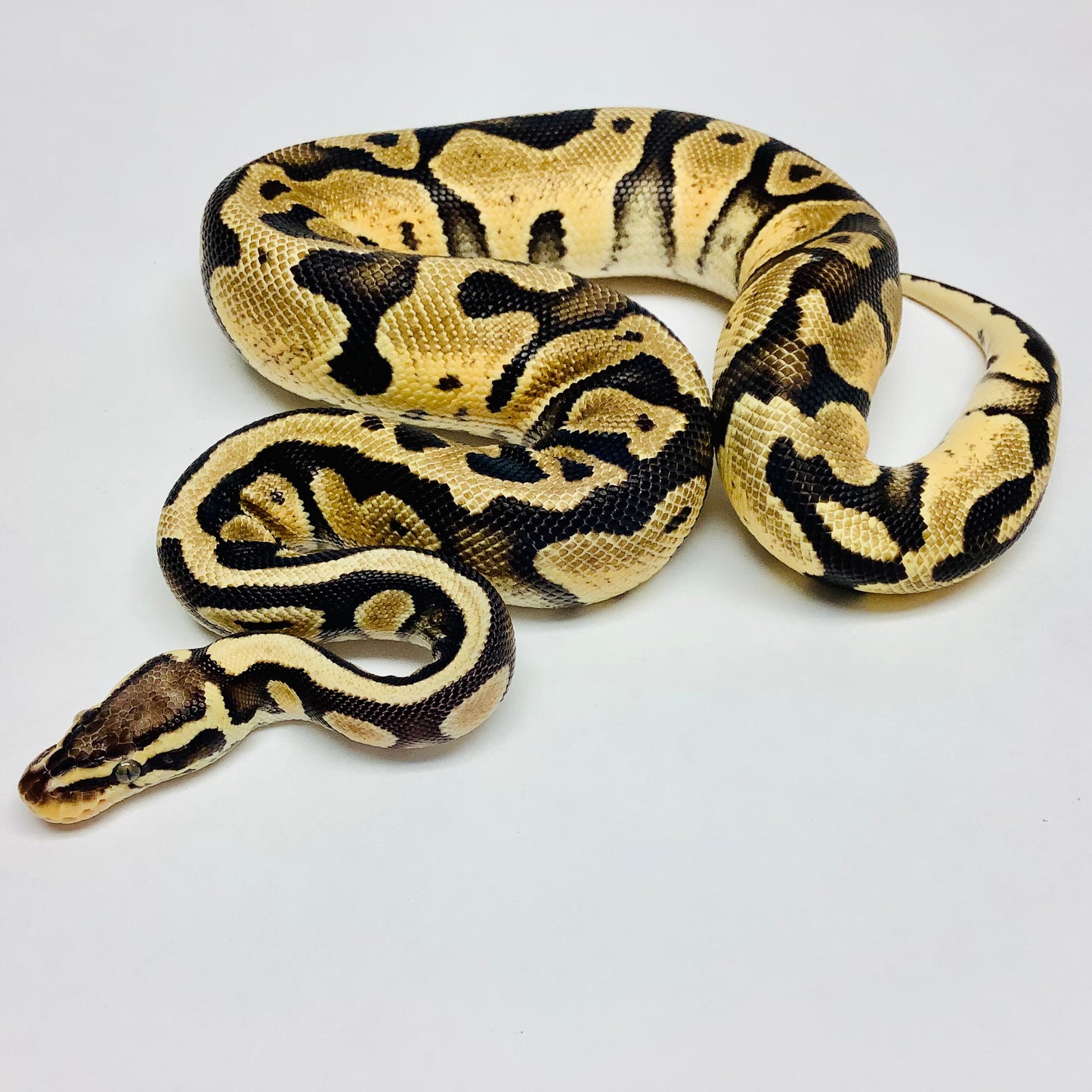 Pastel Cypress Ball Python Male - #2020M01-1