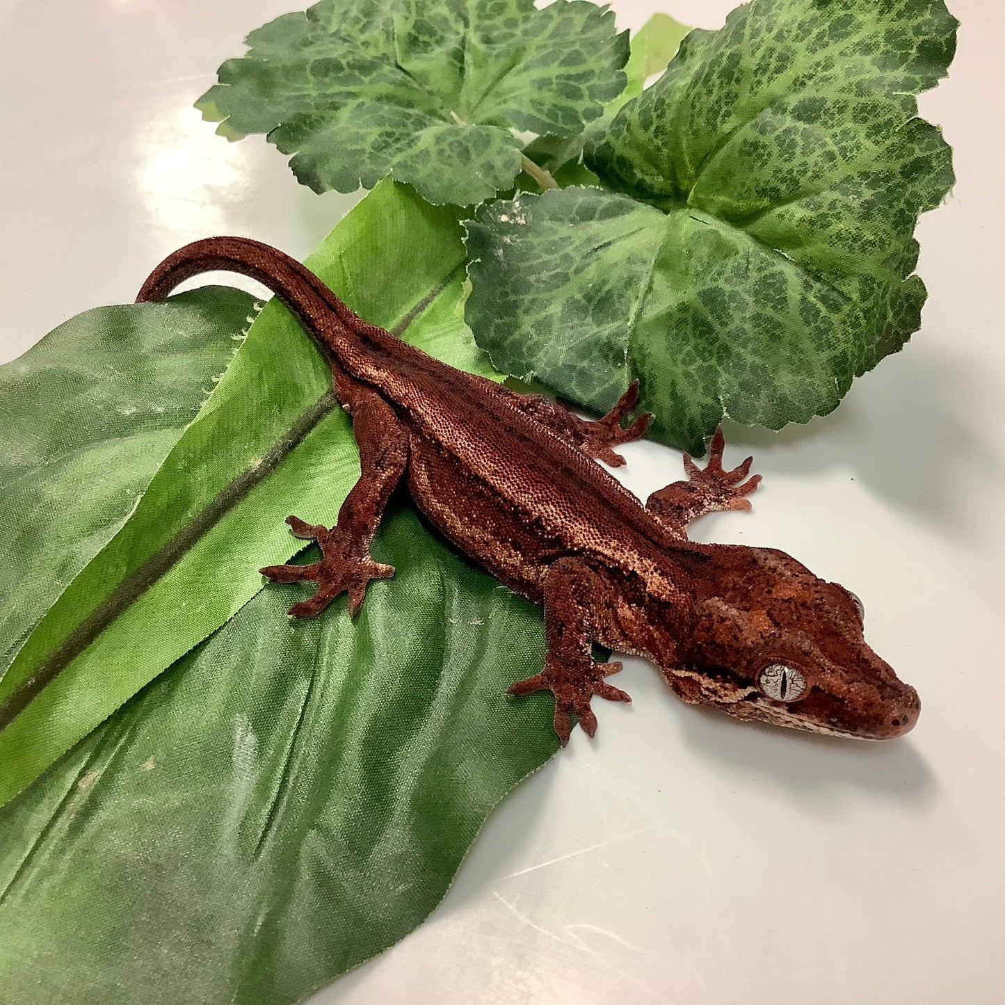 White Stripe Red Base Gargoyle Gecko- Ready to Breed Male #SF02
