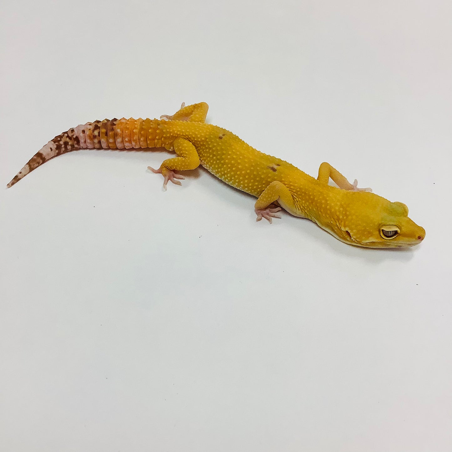 Raptor Leopard Gecko Male- #E-G7-62321-1