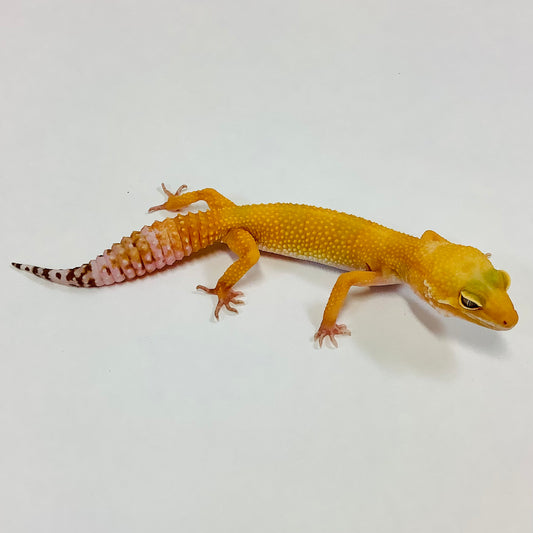 Sunglow Albino Tremper Pos Het Eclipse Leopard Gecko -Female #C-G5-61421-2