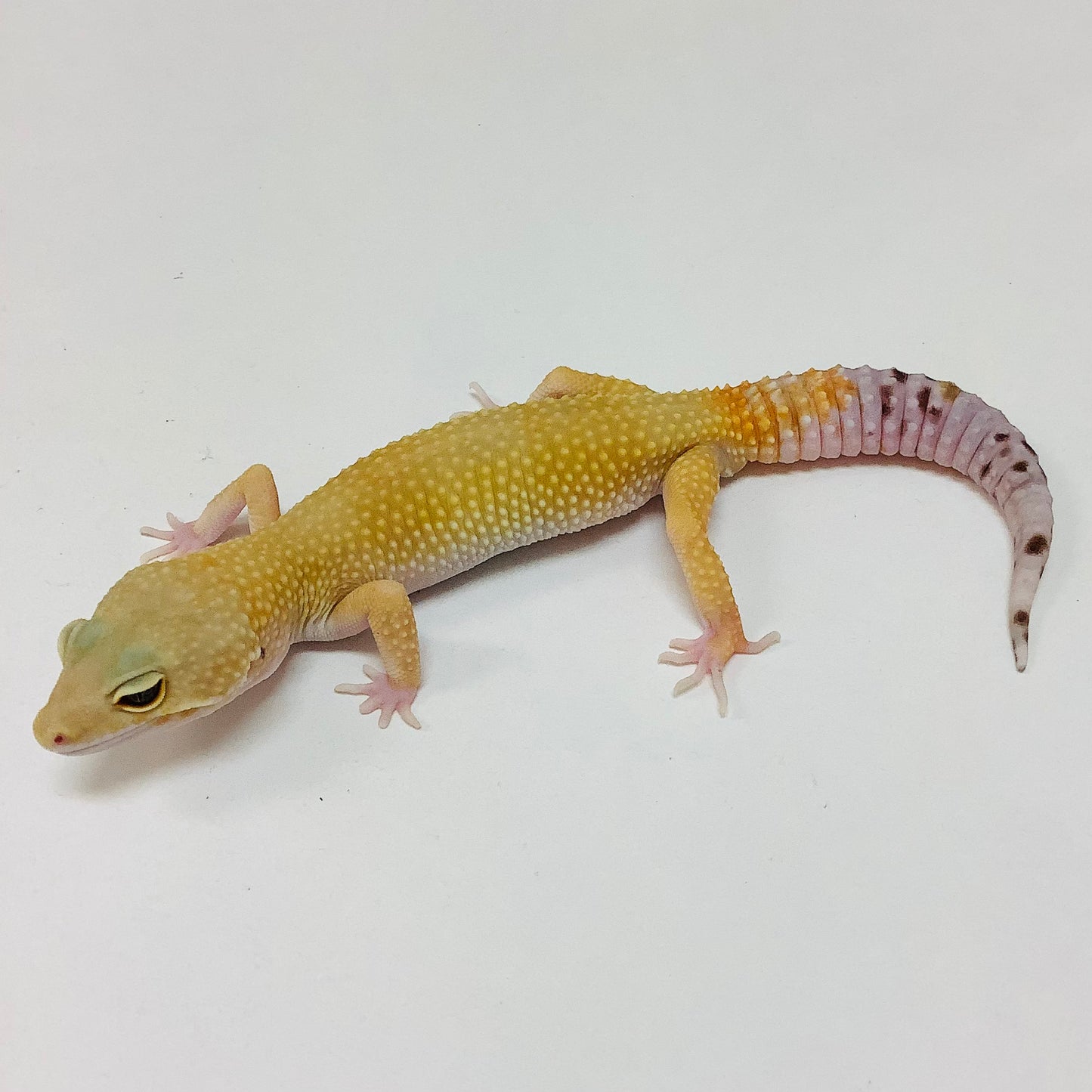 Super Hypo Tangerine Carrot Tail Baldy W/Y Leopard Gecko-Male- #L-F7-61421-1