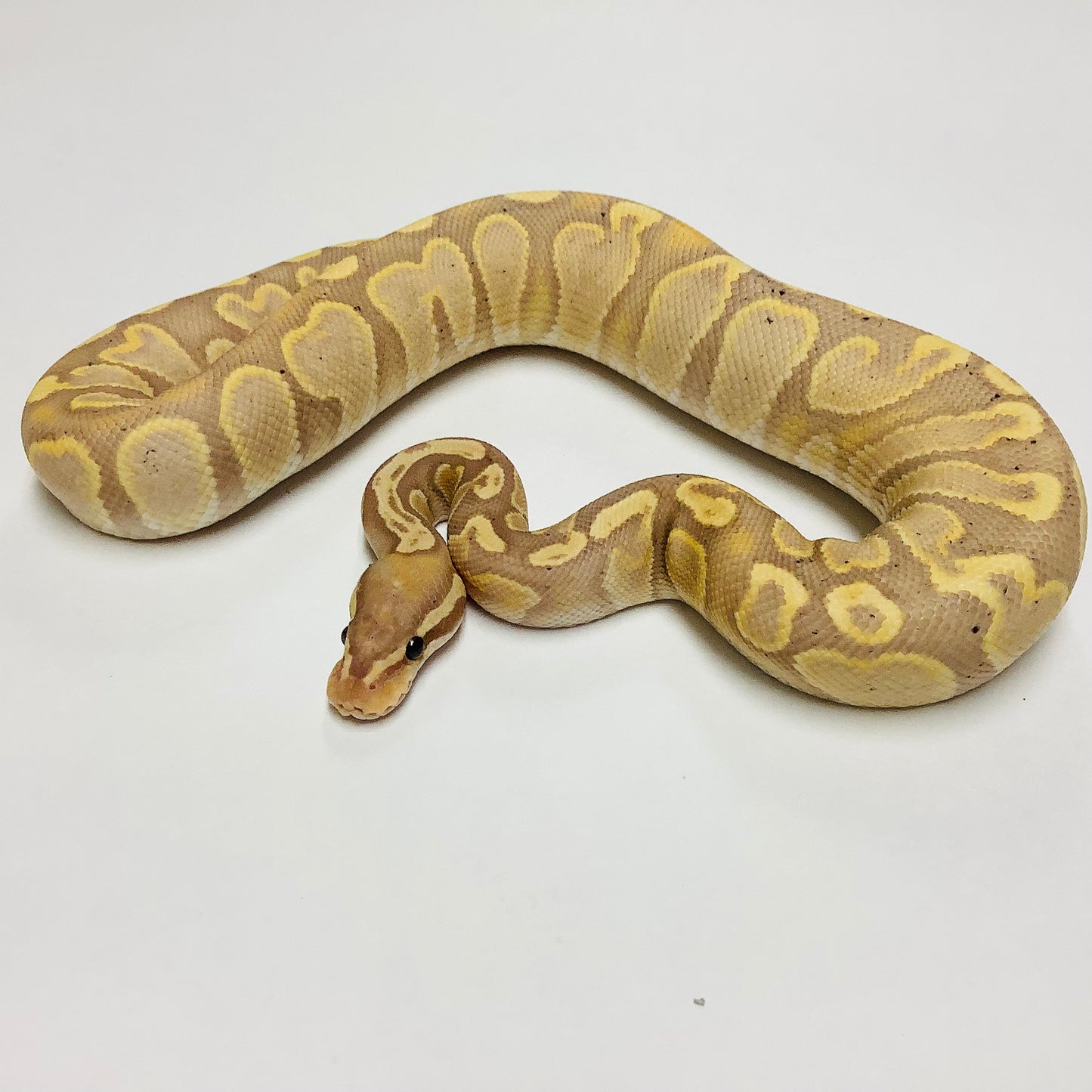 Banana Lesser GHI Ball Python - Male #2021M02-1