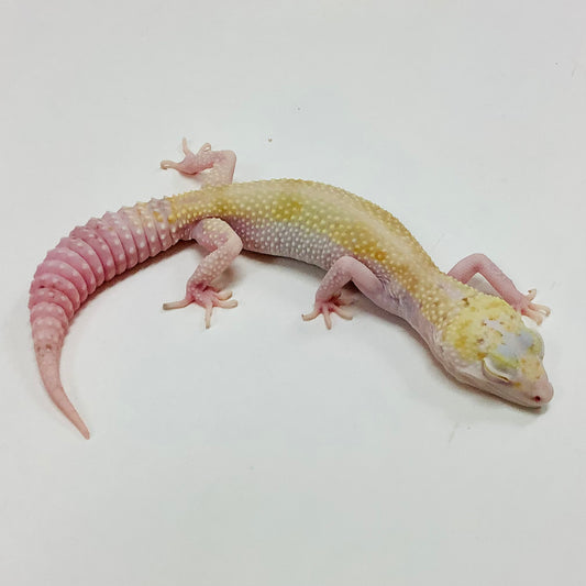 Mack Snow Radar W/Y Leopard Gecko- Female #F-M6-62519-1