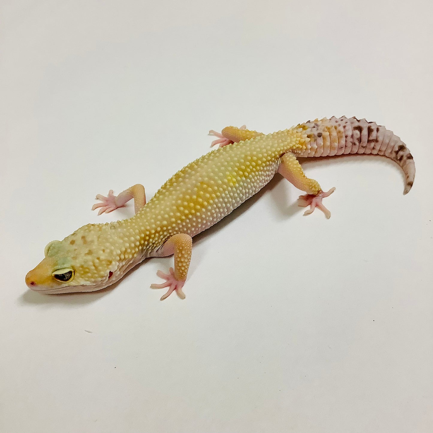 Super Hypo W/Y Marble Eye Pos Het Tremper Leopard Gecko Female #F-J4-82419-1