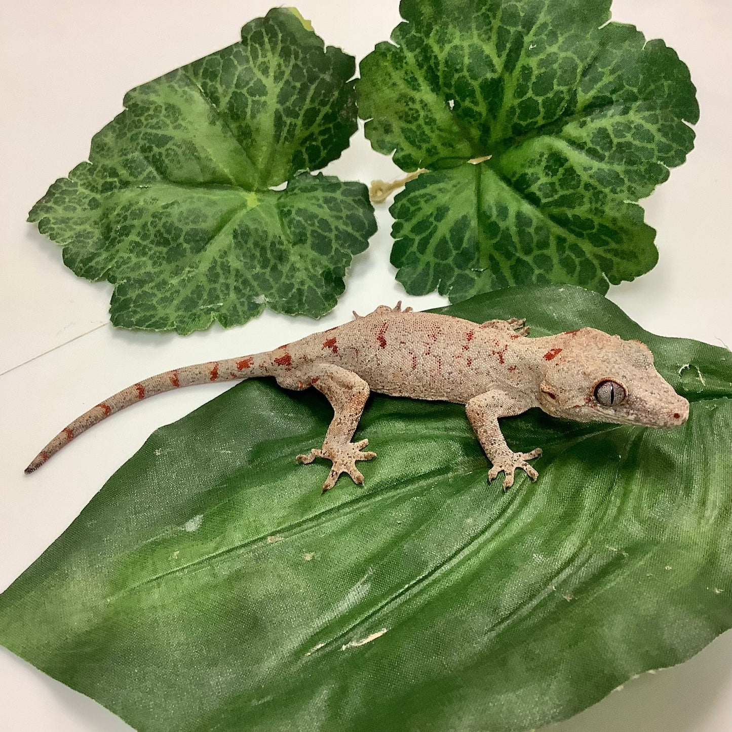 Banded Red Blotched Retic Gargoyle Gecko Male LCS02