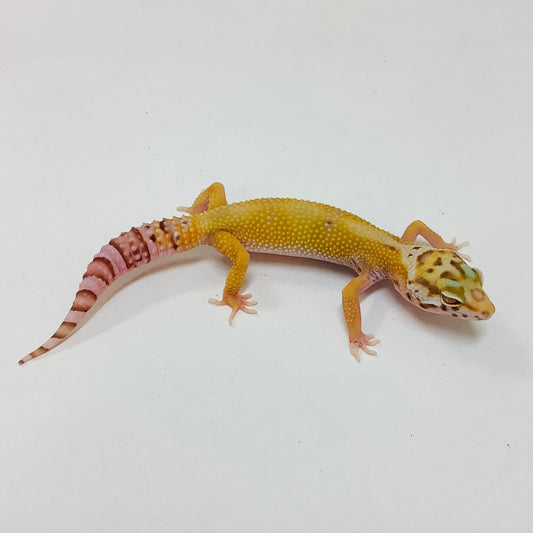 Hypo Albino Bell Pos Het Eclipse Leopard Gecko- Female #M-A3-71322-1