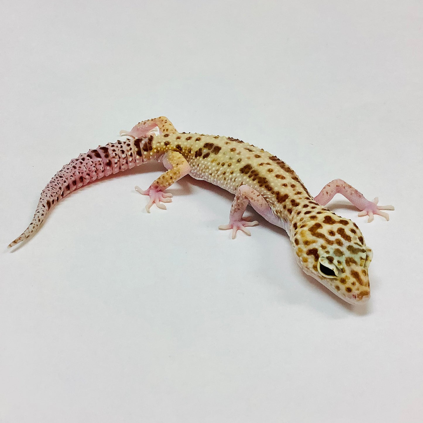 Mack Snow Raptor W/Y Leopard Gecko Female #E-O6-82219-1
