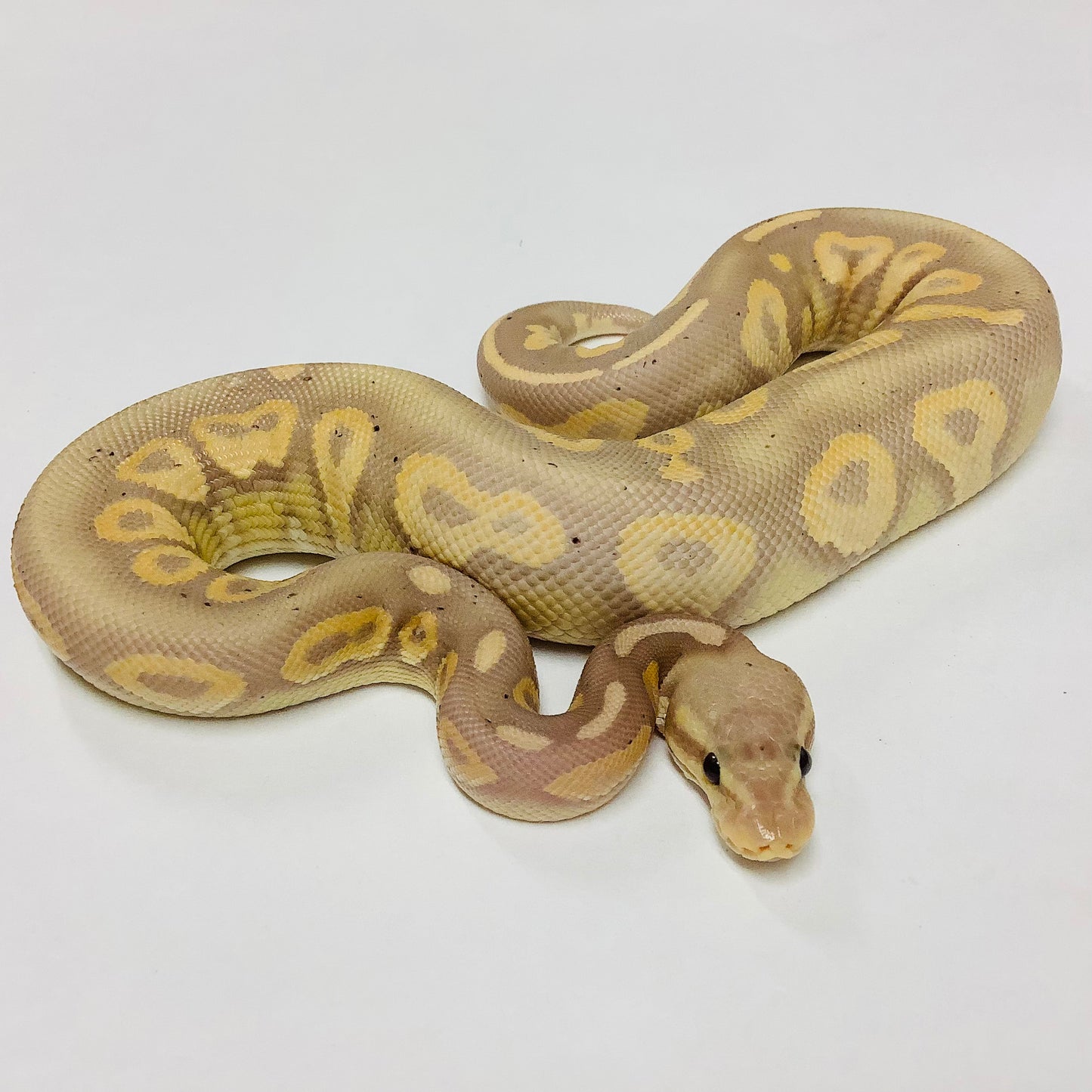 Banana Chocolate Cinnamon Ball Python - Male #2021M02-1