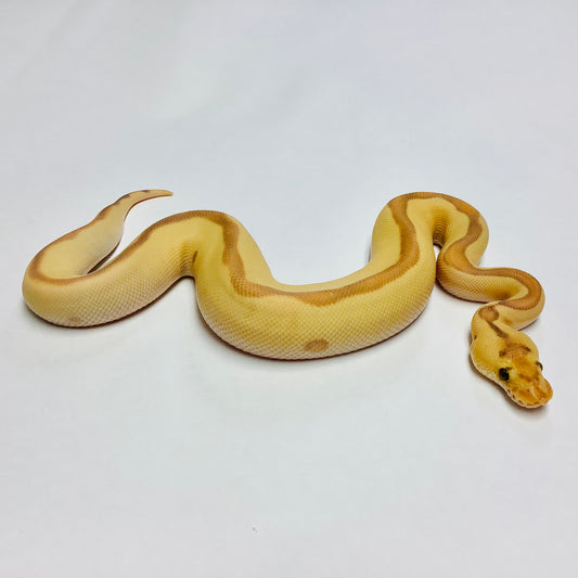 Banana Leopard Blade Clown Ball Python- Male #2022M01