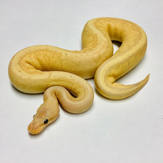 Banana Chocolate Pinstripe Ball Python - Male #2021M02-1