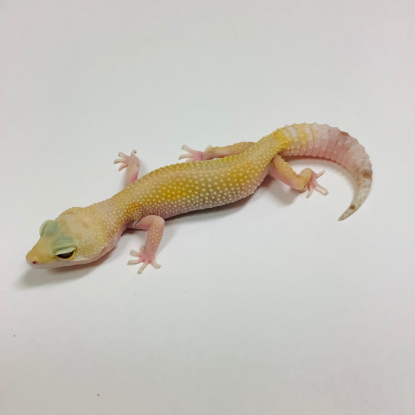 Super Hypo Mack Snow Tremper Albino Leopard Gecko Female F-N5-92520-1