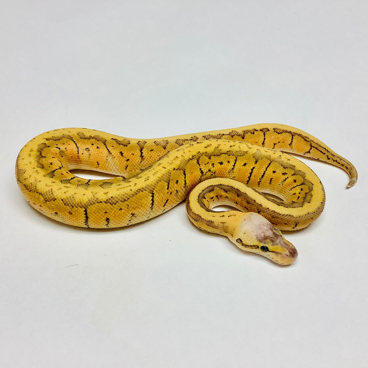 Super Blast X-Treme Ball Python - Male #2022M01