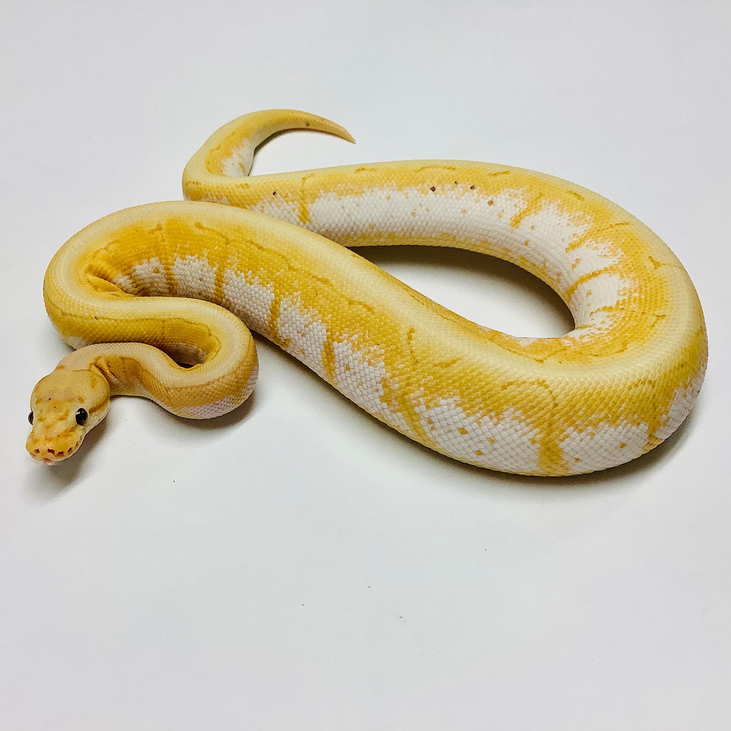 Banana Spinner Ball Python - Male #2021M03-1