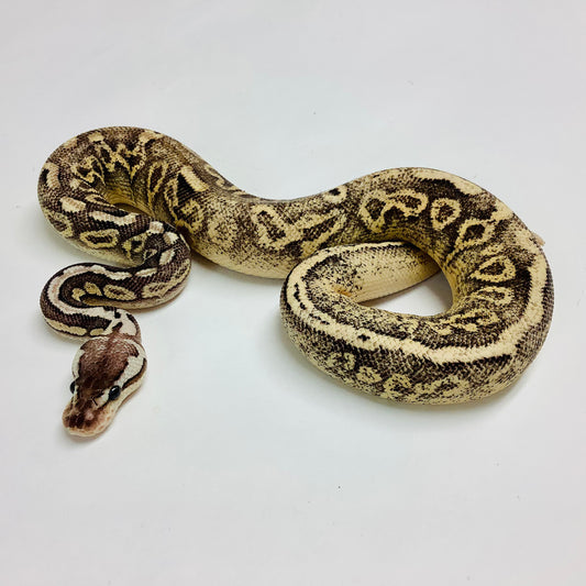 Pewter Enchi Het Clown Ball Python - Male #2022M01