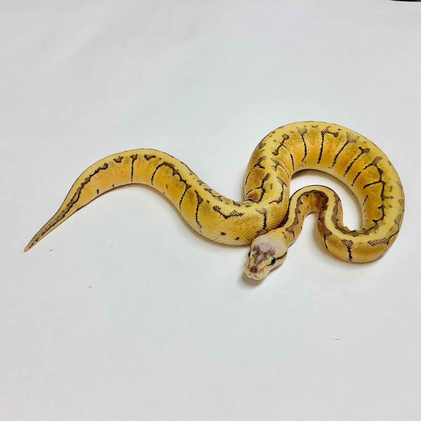 Enchi Superblast Ball Python - Female #2022F01