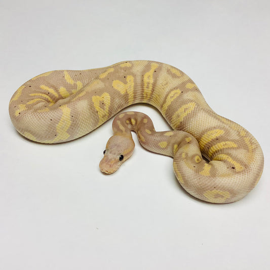 Banana Super Chocolate Ball Python - Male #2021M01-1