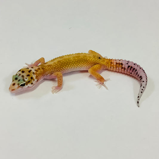 Hypo Tangerine W/Y Pos Het Tremper & Eclipse Leopard Gecko- Female #C-E5-91522-1