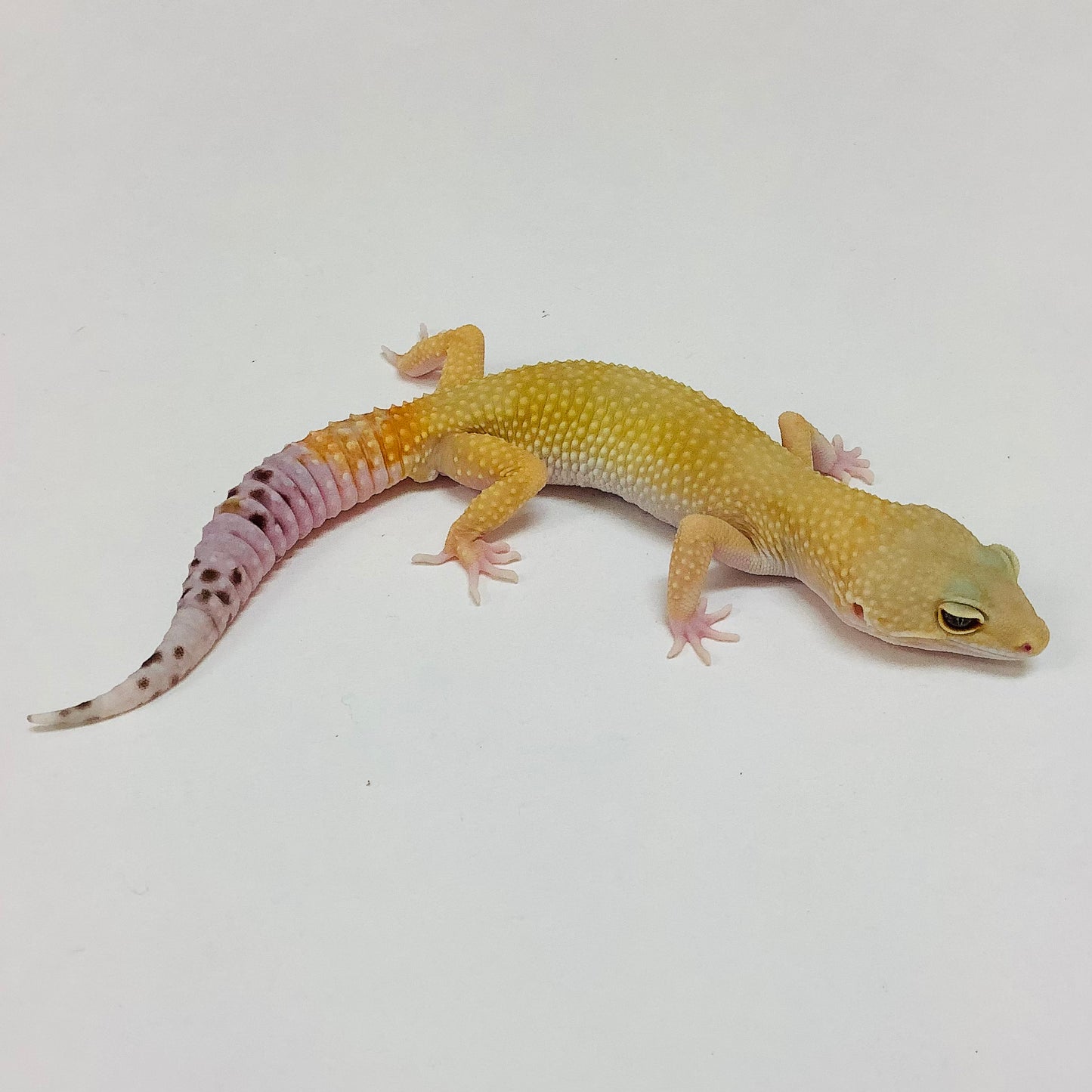 Super Hypo Tangerine Carrot Tail Baldy W/Y Leopard Gecko-Male- #L-F7-61421-1