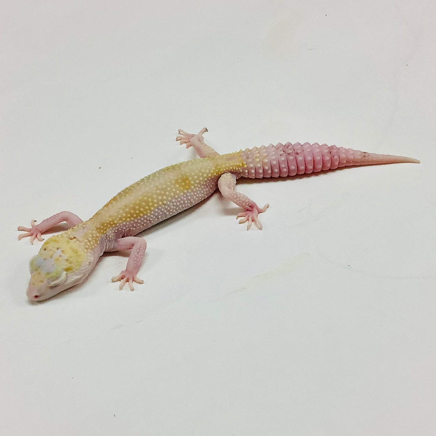 Mack Snow Radar W/Y Leopard Gecko Female F-M6-62519-1
