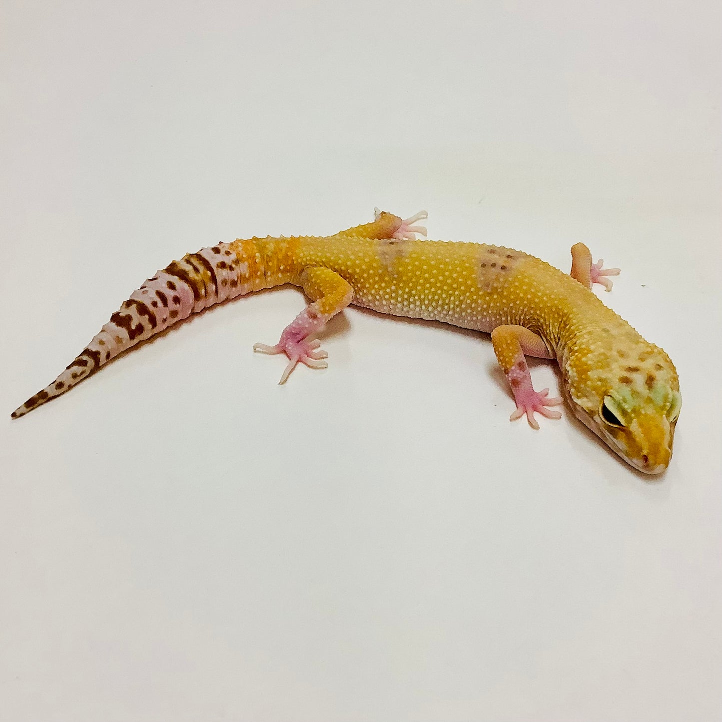 Hypo Albino Tremper Marble Eye Leopard Gecko Female #C-J6-70920-1